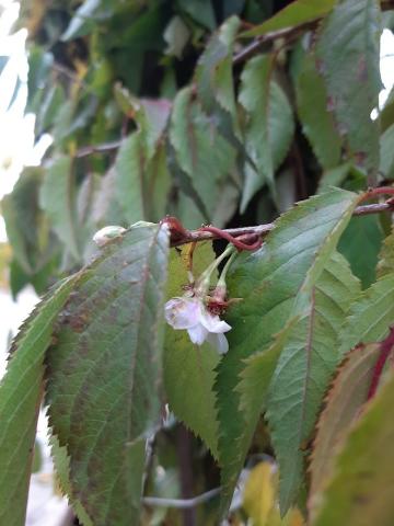 Prunus subhirtella 'Autumnalis' MRST