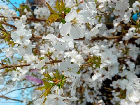 Prunus The Bride' MRST