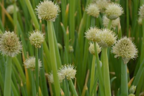 Allium fistulosum