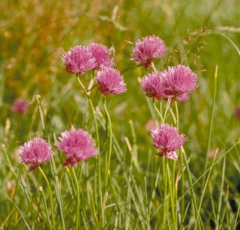 Allium schoenoprasum