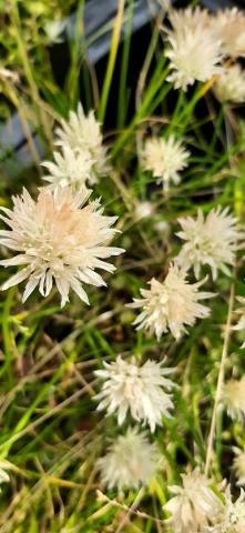 Allium schoenoprasum 'Corsican White'