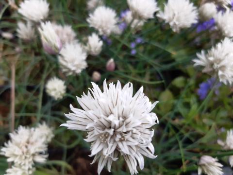 Allium schoenoprasum 'Elbe'