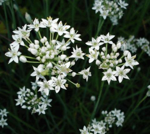 Allium tuberosum