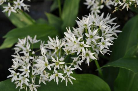 Allium ursinum