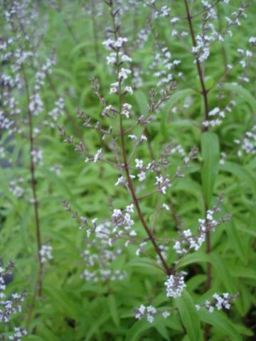 Aloysia triphylla  (syn. Lippia citriodora)