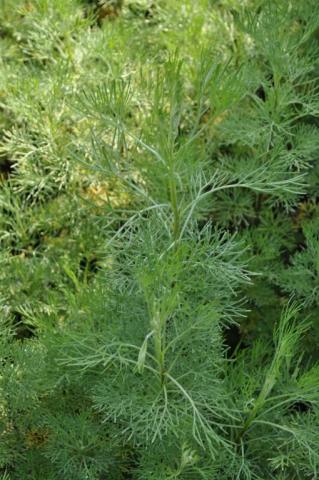 Artemisia abrotanum