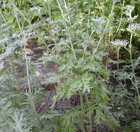 Artemisia absinthium