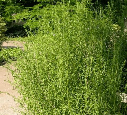 Artemisia dracunculus (scheur)
