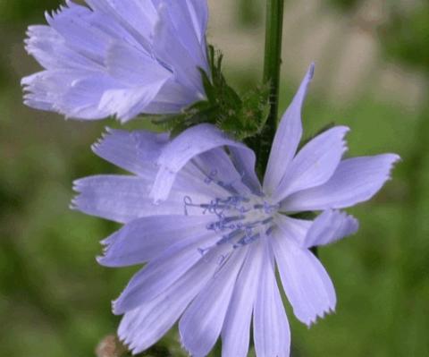 Cichorium intybus