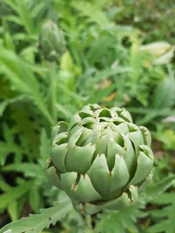 Cynara scolymus