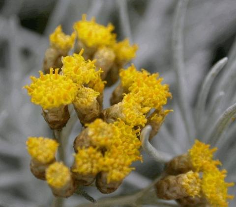 Helichrysum italicum