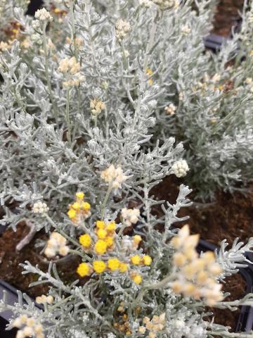 Helichrysum italicum 'Dwarf Curry'