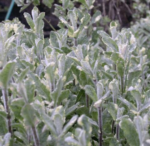 Mentha gentilis 'Variegata'