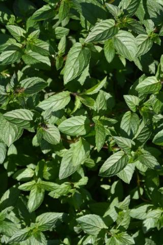 Mentha piperita 'Chocolate'