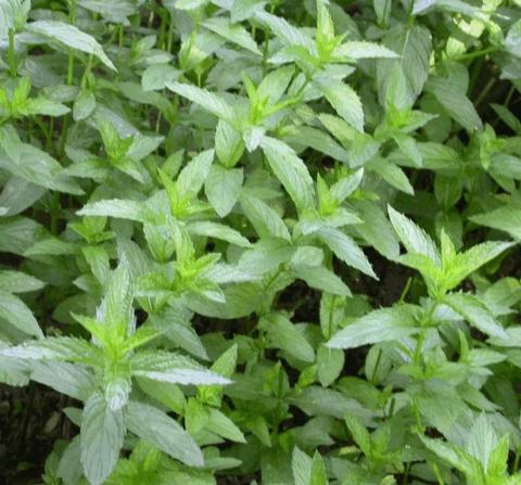 Mentha spicata 'Crispa'