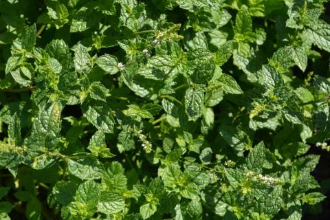 Mentha spicata 'Moroccan'