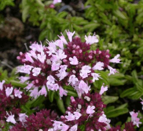 Origanum vulgare 'Compactum'