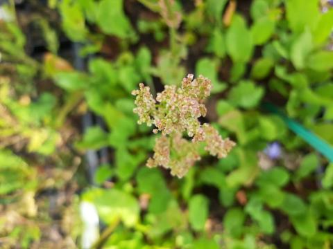 Rumex acetosa