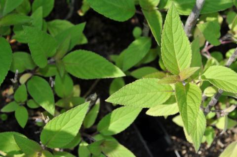 Salvia elegans 'Scarlet Pineapple'