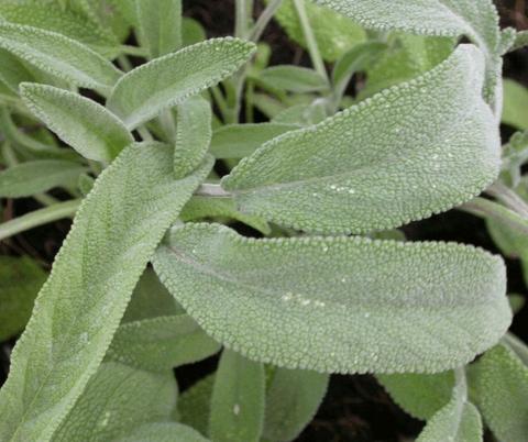 Salvia officinalis