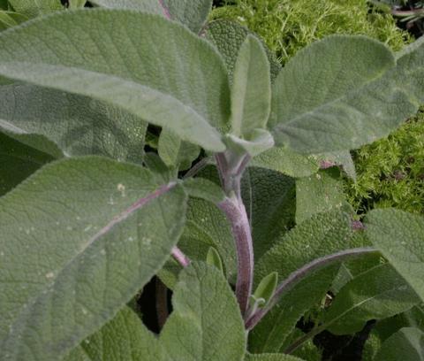 Salvia officinalis 'Berggarten'