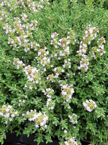 Thymus vulgaris 'Compactus'