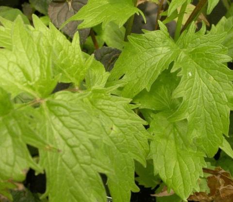 Valeriana officinalis