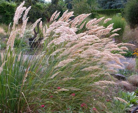 Achnatherum calamagrostis (Stipa-)