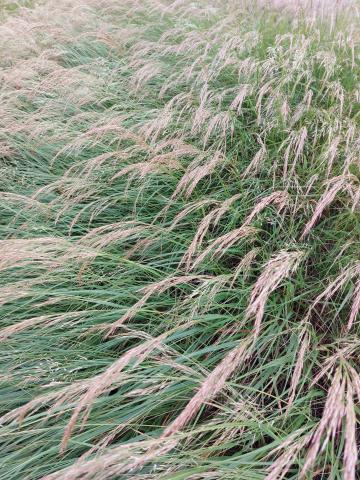 Achnatherum calamagrostis 'Algau'