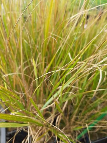 Anemanthele lessoniana (Calamagrostis/Stipa arundinacea)