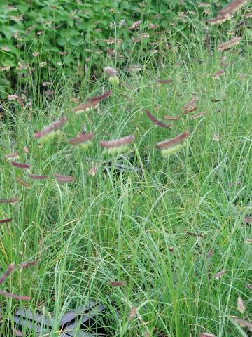 Bouteloua gracilis