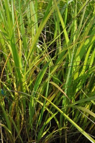 Calamagrostis brachytricha (Achnatherum)