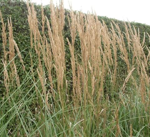 Calamagrostis acutiflora 'Karl Foerster'