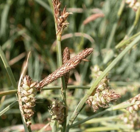 Calamagrostis acutiflora 'Overdam'