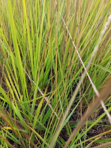 Calamagrostis acutiflora 'Overdam'
