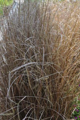 Carex buchananii