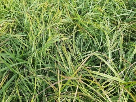 Carex caryophyllea 'The Beatles'