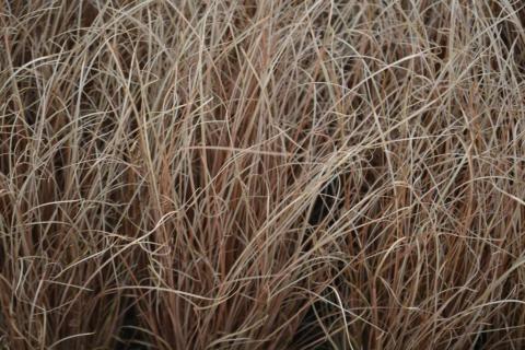 Carex comans 'Bronze Form'