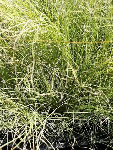 Carex comans 'Frosted Curls'