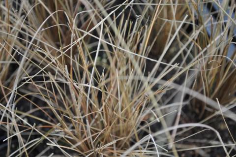 Carex comans 'Little Red'