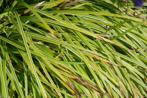 Carex dolichostachya 'Silver Sceptre'