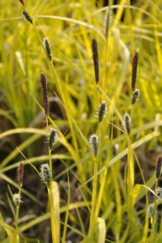 Carex elata 'Aurea'