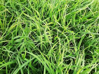 Carex flacca