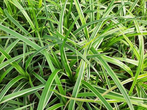 Carex foliosissima 'Ice Dance'