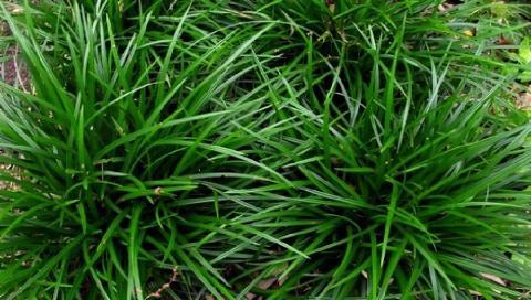 Carex foliosissima 'Irish Green'