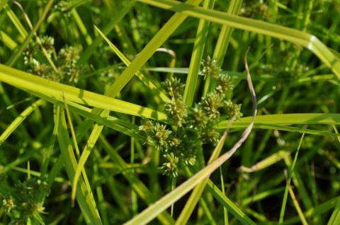 Carex grayii