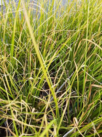 Carex howardii 'Phoenix Green'