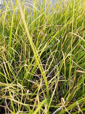 Carex howardii 'Phoenix Green'