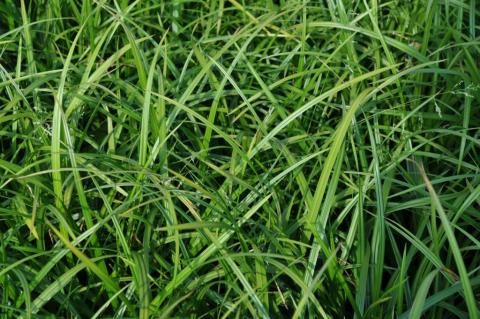 Carex morrowii