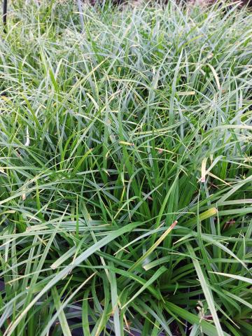 Carex morrowii 'Mosten'